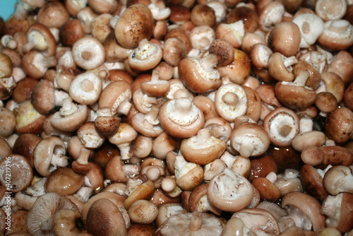 a lot of small mushrooms
