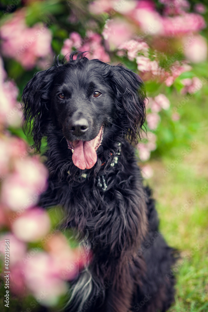 Portrait von einem Falt coated Retriever vor Blumen. Hund lächelt draußen im Frühling Portrait von einem Falt coated Retriever vor Blumen. Hund lächelt draußen im Frühling