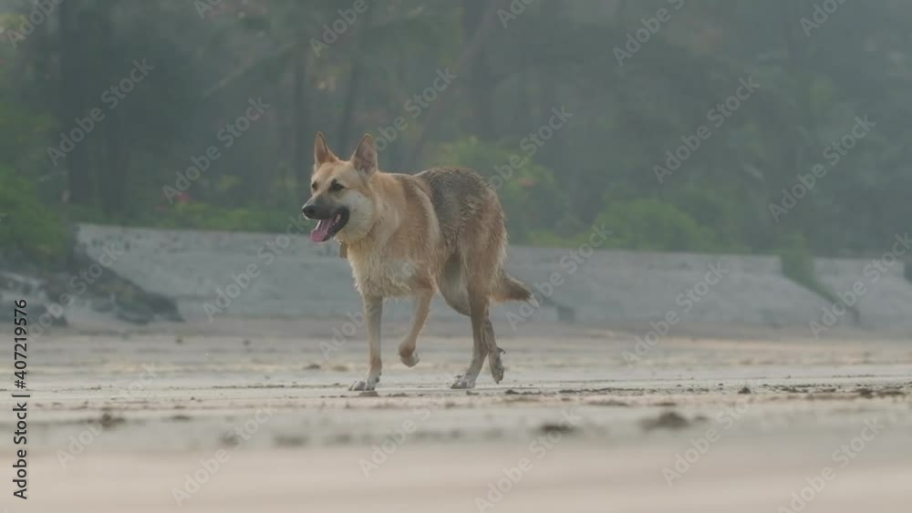 cute Alsatian german shepherd dog trotting on sandy beach slow motion cute Alsatian german shepherd dog trotting on sandy beach slow motion