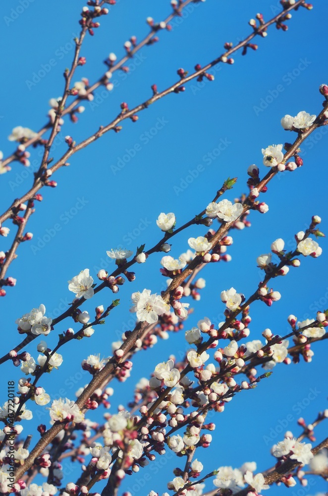 Branches of a blossoming fruit tree on a background of blue sky Branches of a blossoming fruit tree on a background of blue sky