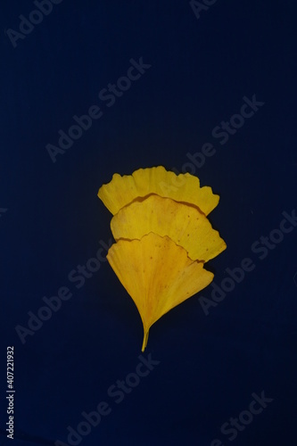 ginko sur fond  bleu
