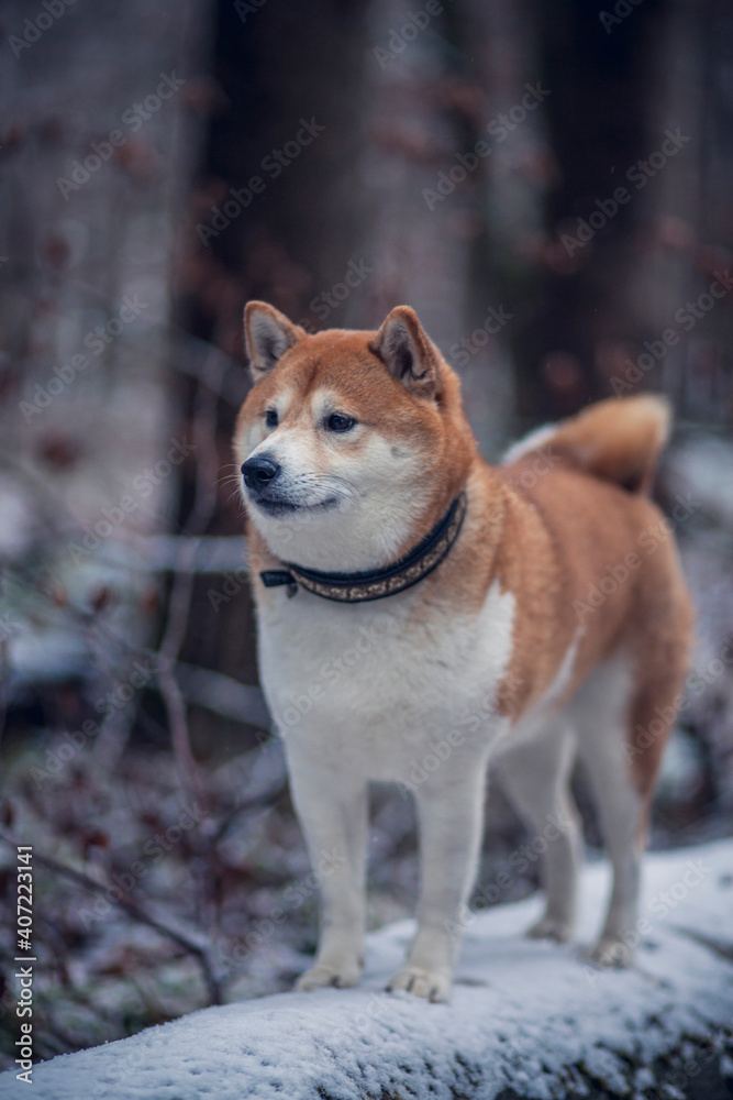 Shiba Inu steht auf einem Baumstann im Wald. Hund im Schnee.