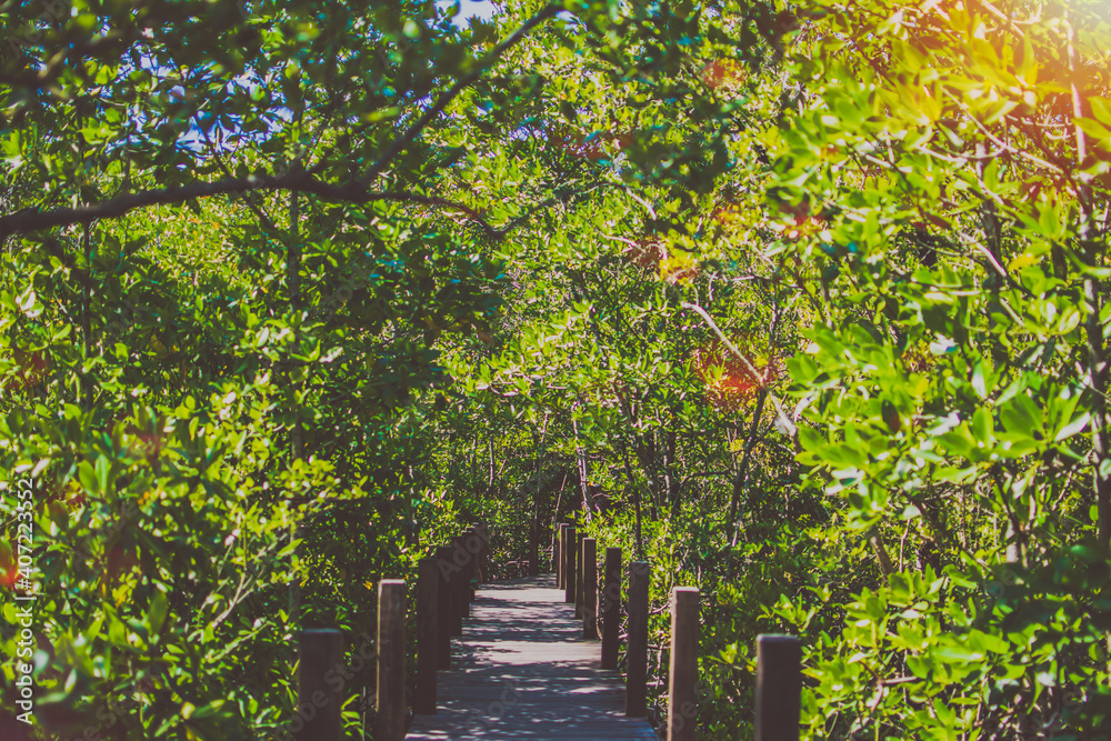 Mangrove forest, green trees at the estuary of the river. This is a beautiful and refreshing nature pictures on a clear day. Mangrove forest, green trees at the estuary of the river. This is a beautiful and refreshing nature pictures on a clear day.