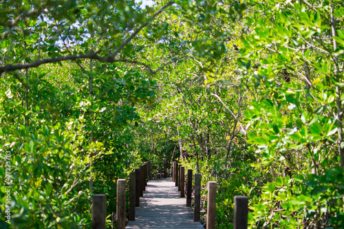 Mangrove forest, green trees at the estuary of the river. This is a beautiful and refreshing nature pictures on a clear day.