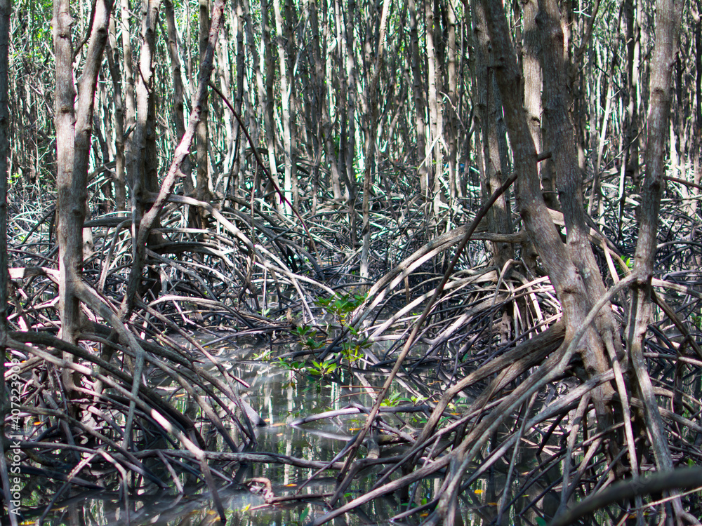 Mangrove root, the Stilt roots or  prop roots grow in the places where freshwater mixes with seawater and mud deposits