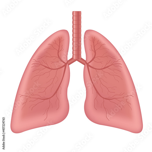 Lungs Human Internal Organ Isolated White Background With Gradient Mesh, Vector Illustration