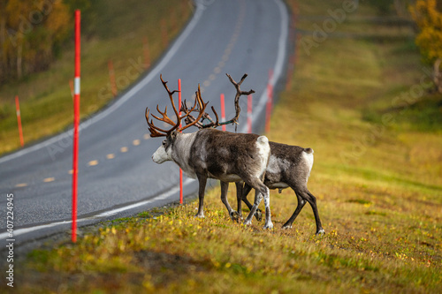 reindeer on big road in autumn in scandinavia