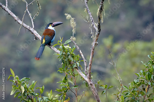 Toucan resting peacefully on a branch photo