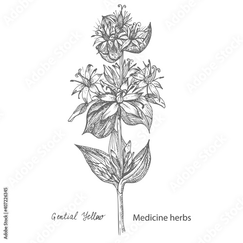 Set hand drawn of Gentian yellow, lives and flowers in black color isolated on white background. Retro vintage graphic design. Botanical sketch drawing, engraving style. Vector illustration.