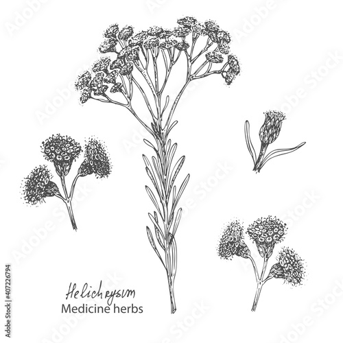 Set hand drawn of immortelle italian, Helichrysum flowers in black color isolated on white background. Retro vintage graphic design. Botanical sketch drawing, engraving style. Vector illustration. photo