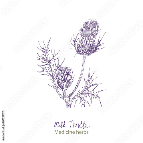 Set hand drawn of Milk Thistle, lives and flowers in black color isolated on white background. Retro vintage graphic design. Botanical sketch drawing, engraving style. Vector illustration.