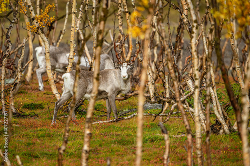 Reindeers between dwarf birches in north Norway