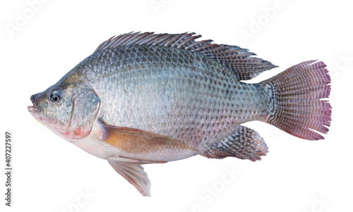 Nile tilapia fish isolated on white background photo