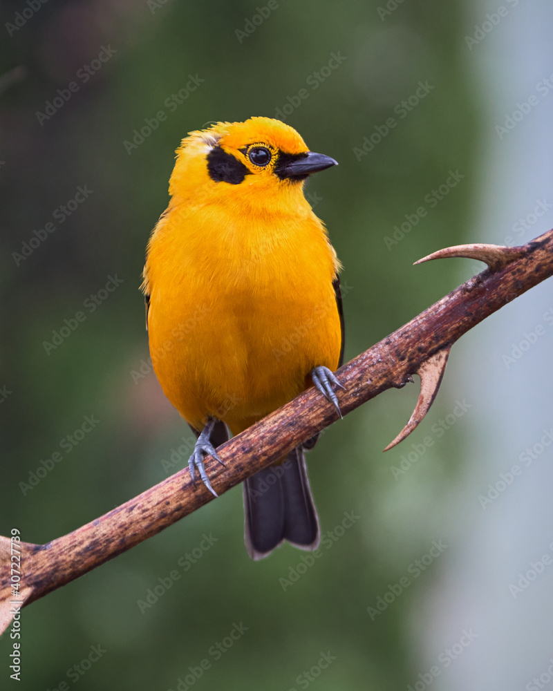 Golden tanager perched on a branch with thorns