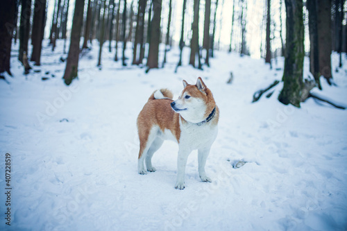 Shiba Inu steht im Schnee im Wald.