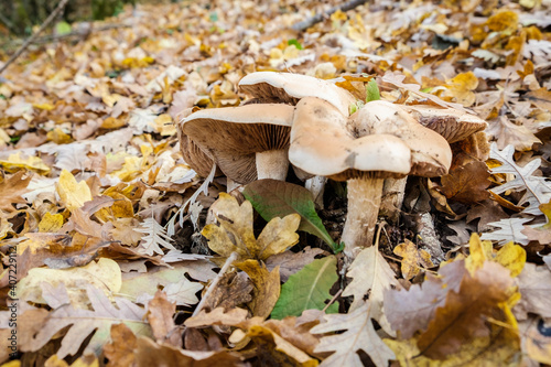 A family of mushrooms in the field photo