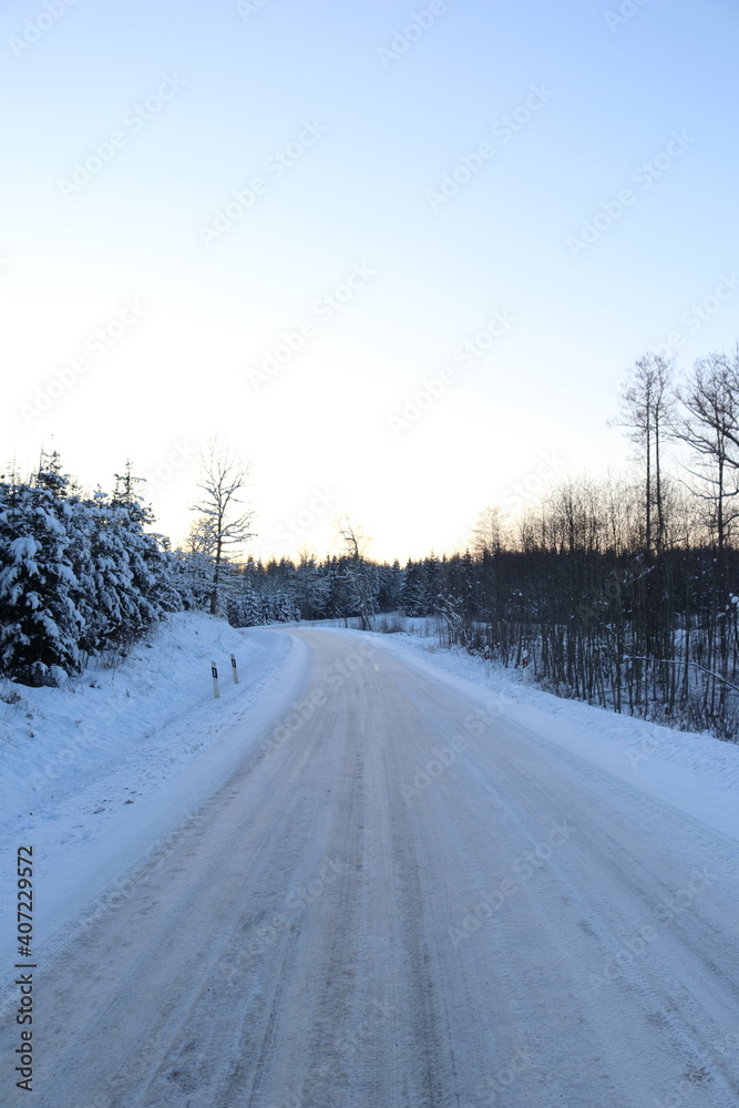 Forest road in winter