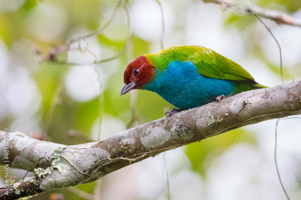 Colorful tanager perched on a tree