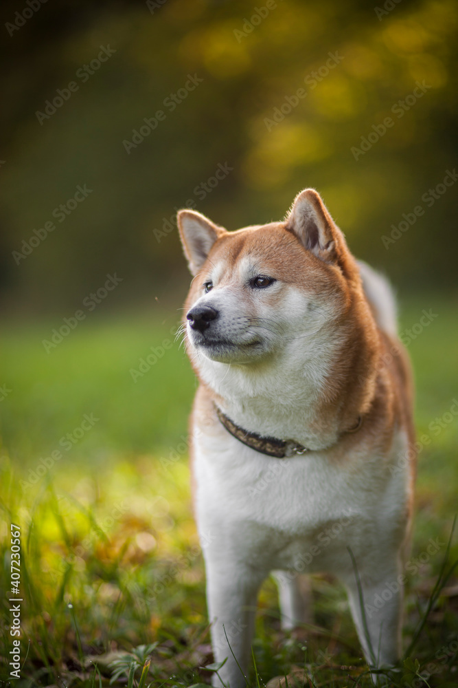 Shiba inu in the nature. Dog on a Walk. Red Shiba inu in the forest/field. Happy Dog