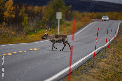 reindeer on big road in autumn in scandinavia