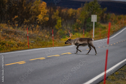 reindeer on big road in autumn in scandinavia