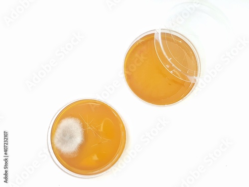 A dermatophyte test medium (DTM) culture in Petri dish using for growth media to isolate and cultivate fungal testing from clinical samples, investigation of ring worm (skin disease). photo