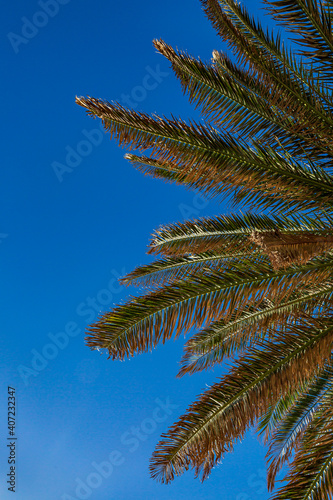 A Palm Tree and Blue Sky