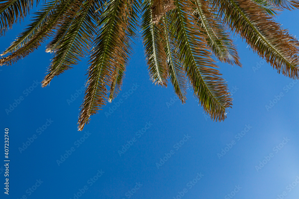 A Palm Tree and Blue Sky