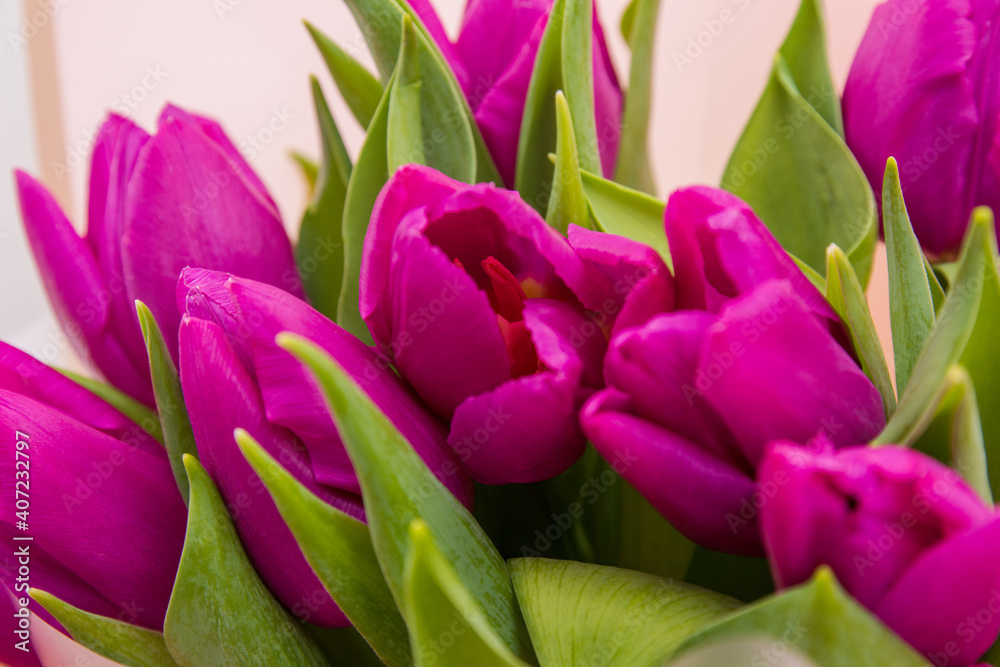 Fototapeta premium Beautiful bouquet of fresh purple tulips on a light background. Flowers.