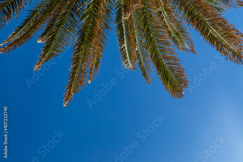 Fototapeta Naklejka Na Ścianę i Meble -  A Palm Tree and Blue Sky