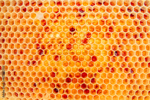 Honigwabe Bienenwachs und Nektar