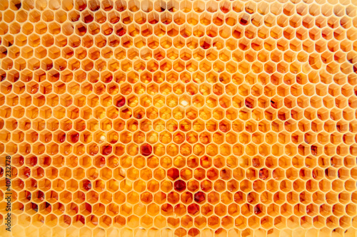Honigernte Frische halbvolle Honigwabe 