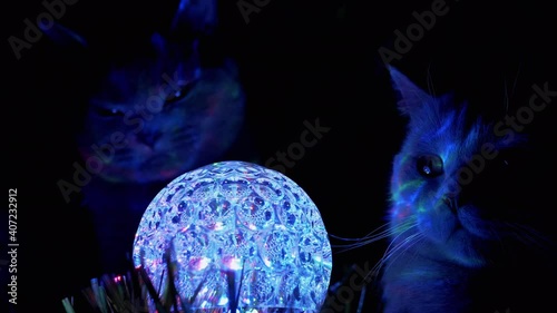 Two Purebred British Domestic Cats Looks at Spinning Disco Ball in Dark. 4K photo