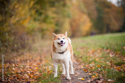 Red Shiba Inu sitting and standing in the Forest in autumn time with golden leaves