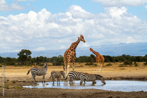 Photography Reticulated giraffes queue wait at waterhole while zebras drink water in Ol Pejeta Conservancy, Kenya, Africa
