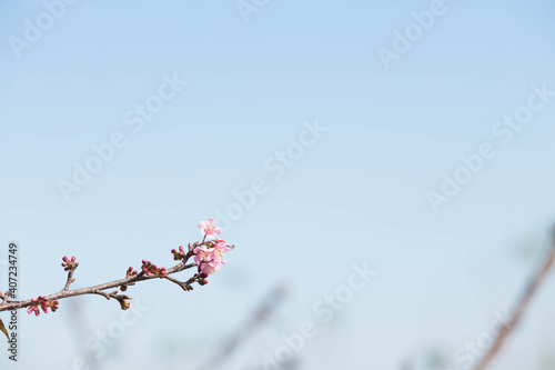 Wild Himalayan Cherry