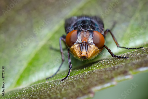 Frontal look of a fly on a green leaf