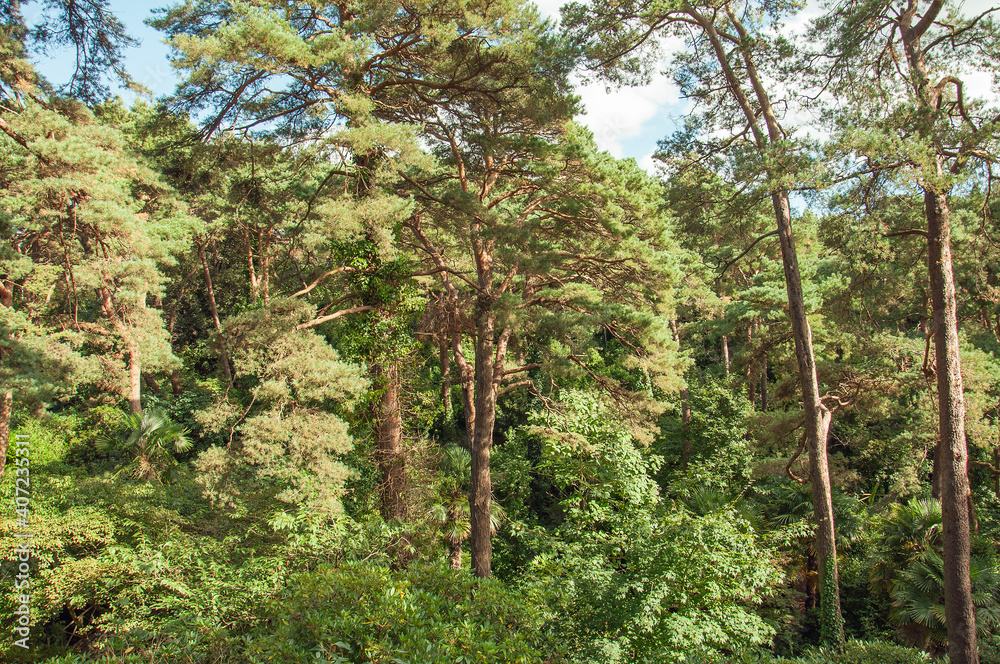 Tropical trees in the summertime. Tropical trees in the summertime.