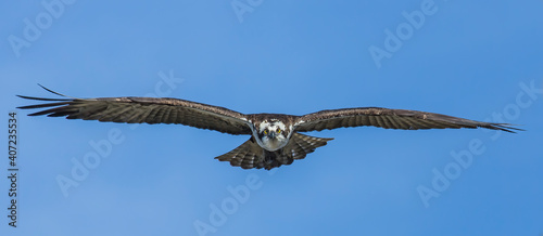 Osprey Face First - an osprey flies from a nest and glides head and face first directly overhead. Silverthorne, Colorado.  photo