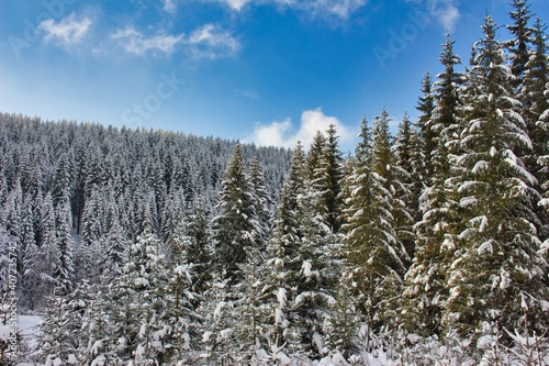 snow covered and frozen for trees in winter forest with blue sky background