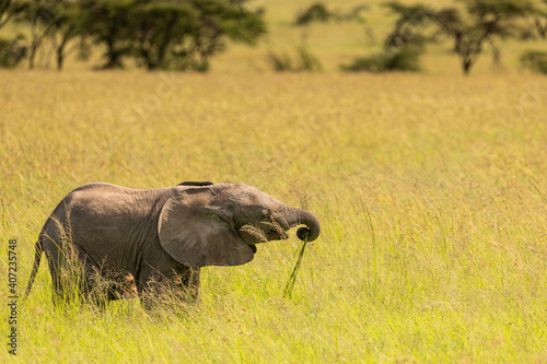 Elephant calf in grass