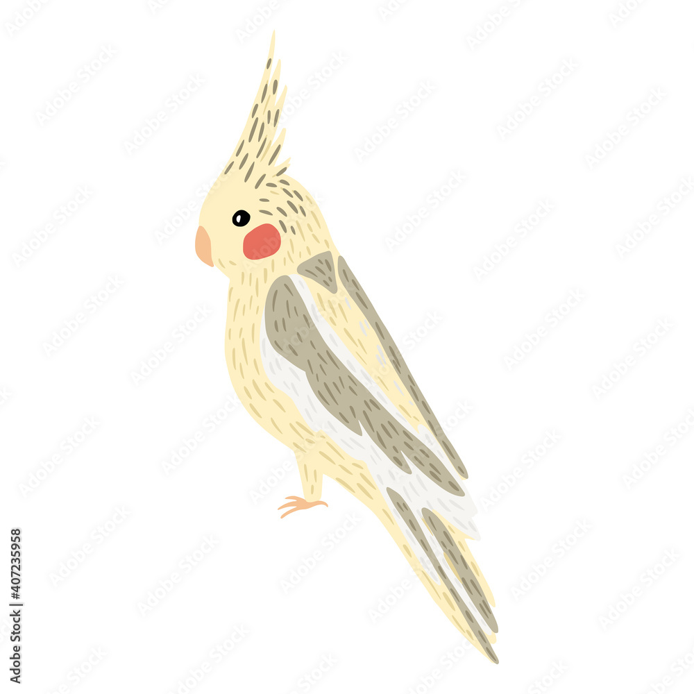 Fototapeta premium Parrot corella isolated on white background. Cute tropical character bird yellow color.