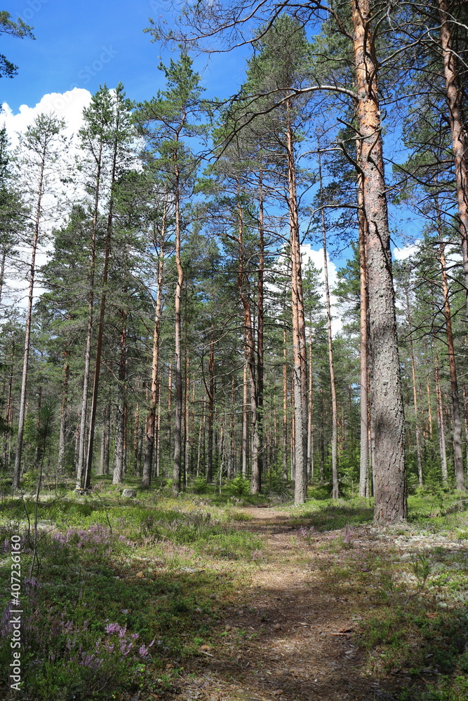 Obraz premium pine forest scenic summer landscape, in the foreground a path, in the background behind trees white clouds and blue sky