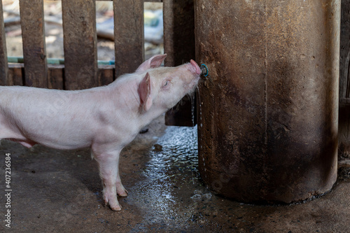 The piglet was sucking water from the tap in the coop.