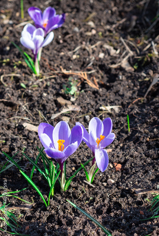 purple crocus flowers on the ground in spring sunny day, first flowers growing purple crocus flowers on the ground in spring sunny day, first flowers growing
