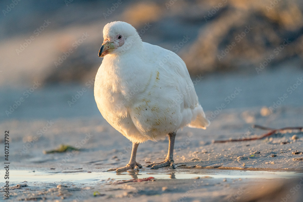 The snowy sheathbill (Chionis albus) The snowy sheathbill (Chionis albus)