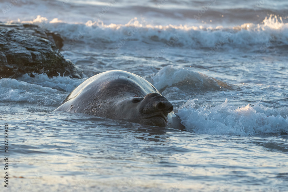 Fototapeta premium Elephant seals on the beach