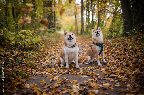 Three Shiba Inu dogs lying togther in the forest