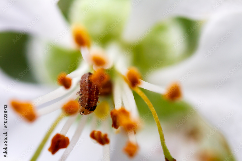 Extreme close up image of worm comming from white apple blossom Extreme close up image of worm comming from white apple blossom