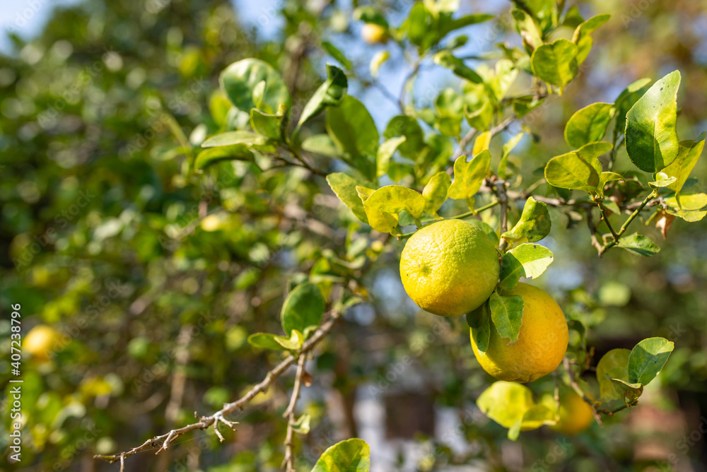 Yellow ripe lemon LIMECITRUS AURANTIFOLIA SWING on the tree
